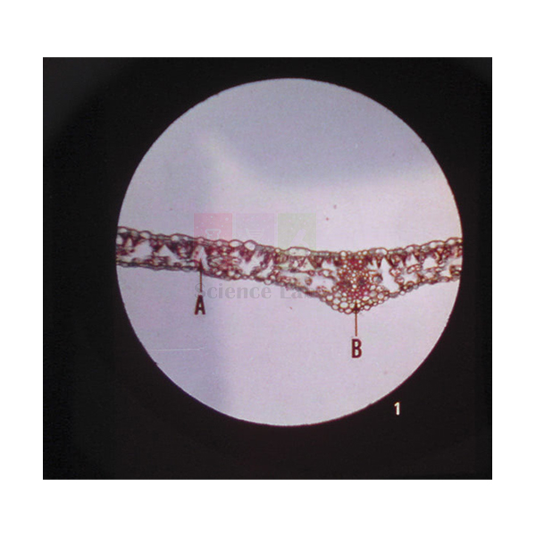 Microslide Photosynthesis